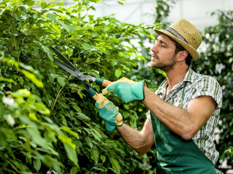 Gardener working on a hedgerow for Hornsey garden maintenance